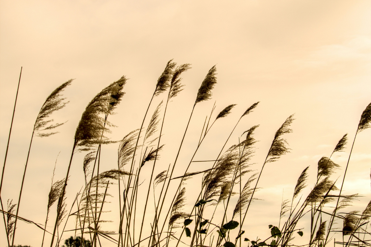 Картинка с бесплатного фотостока https://unsplash.com, автор Alessandro Chitarrini