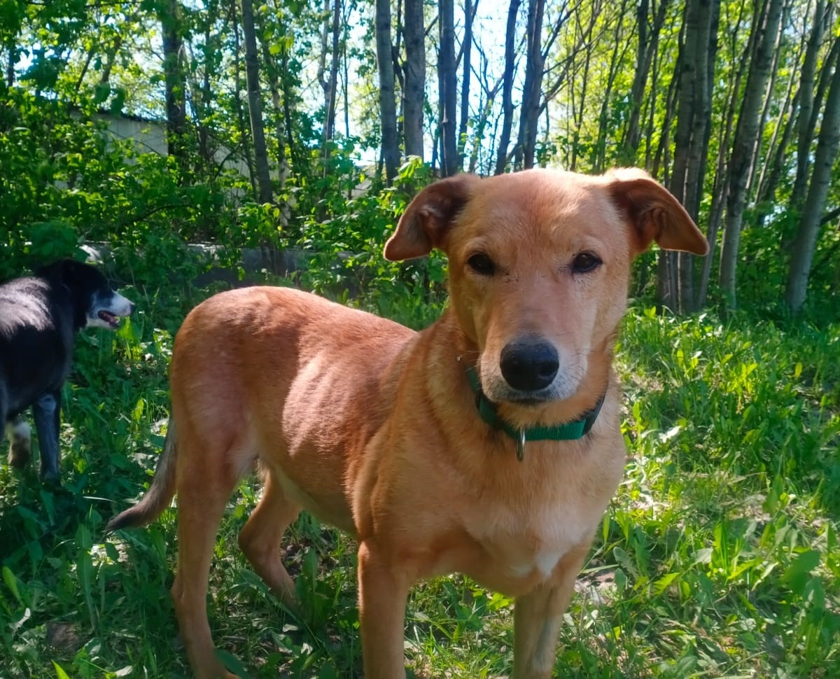 Люблю прогулки по лесу