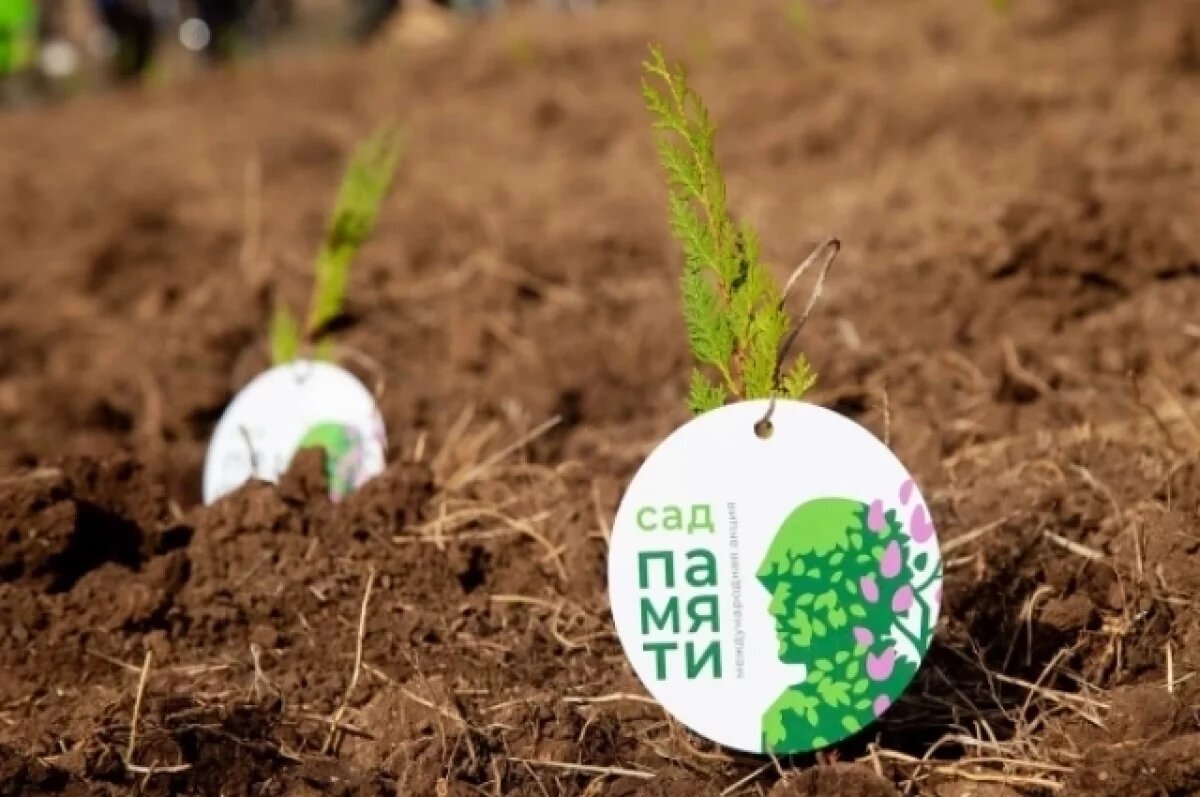    Белгородцы смогут поучаствовать в акции «Сад памяти»