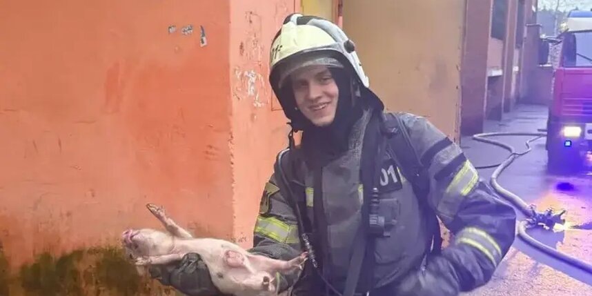    Спасатели спасли от гибели целое семейство карликовых свиней.ГКУ МО "Мособлпожспас"