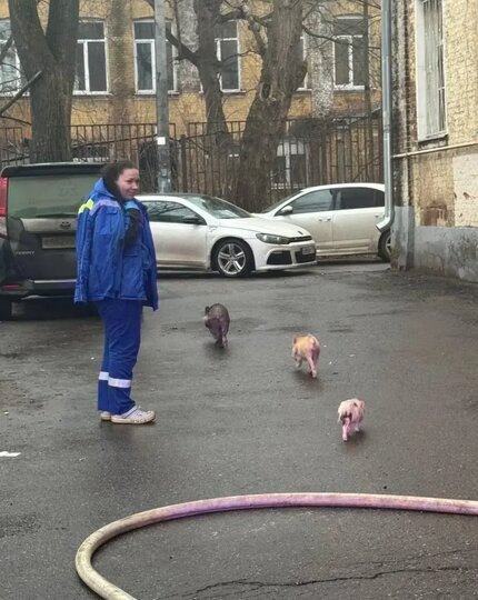    Спасатели и пожарные наверняка нечасто видят подобных пострадавших.ГКУ МО "Мособлпожспас"