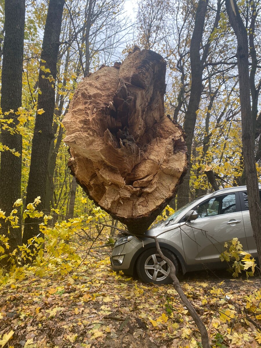 Сломанное дерево крупным планом, упавшее на автомобиль Kia, с деформацией передней части кузова.