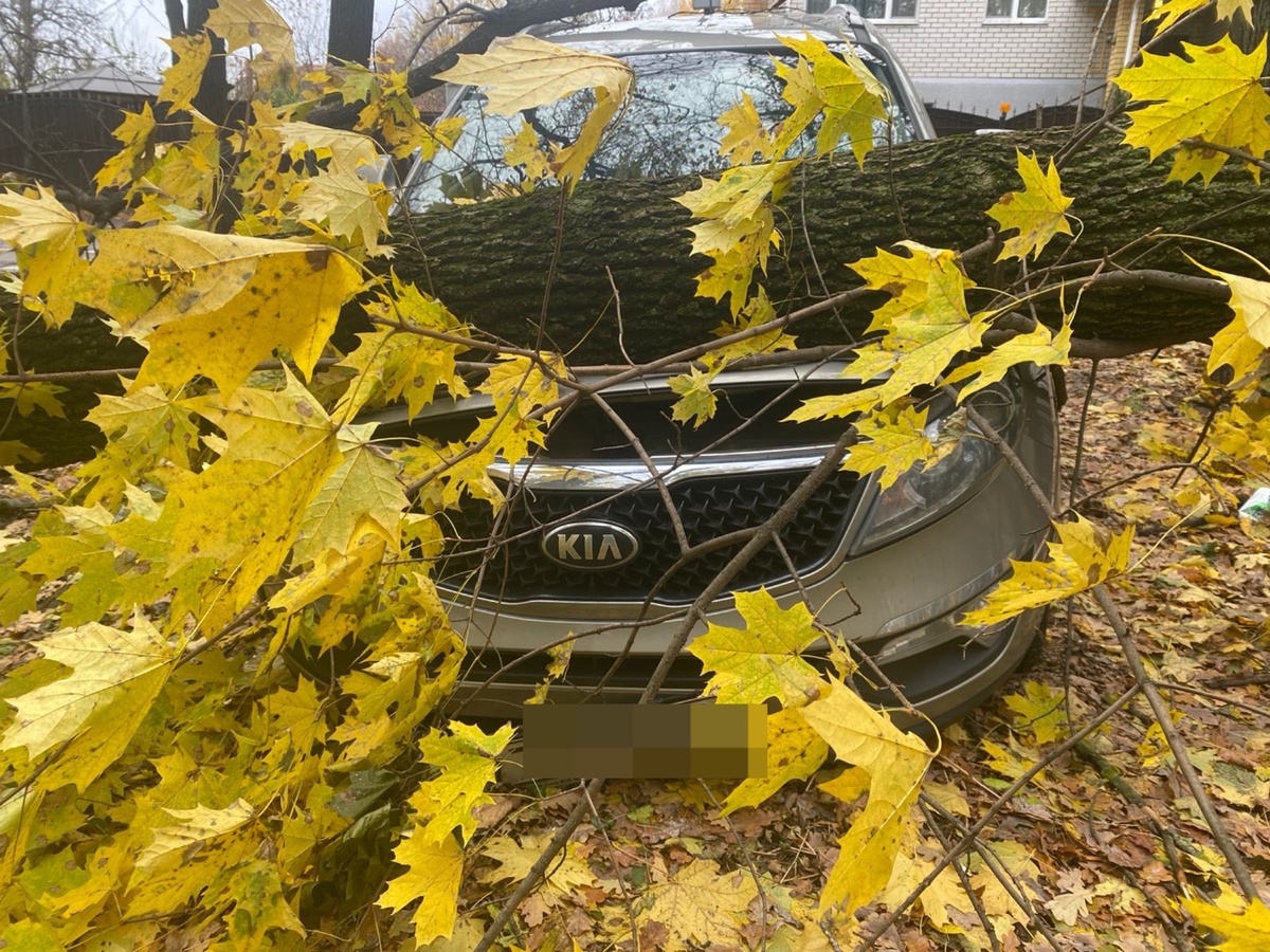 Лицевая часть автомобиля Kia, засыпанная желтыми листьями и ветвями упавшего дерева.