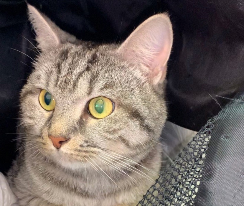 Оказаться на улице домашнему питомцу - это серьезное испытание