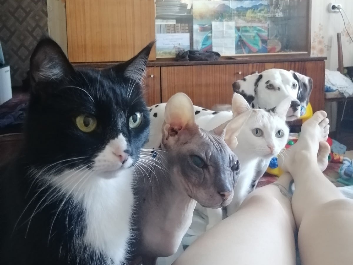 На передержке много своих питомцев, которые не прочь поиграть с новичками