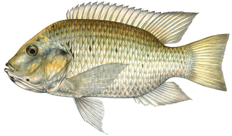 Sarotherodon melanotheron