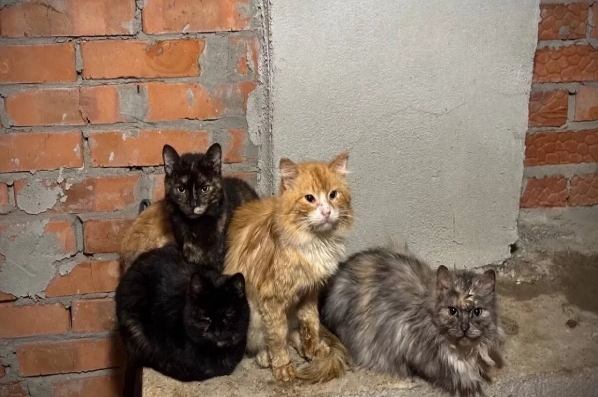    На Кубани проверят канал с кадрами, где издеваются над животными
