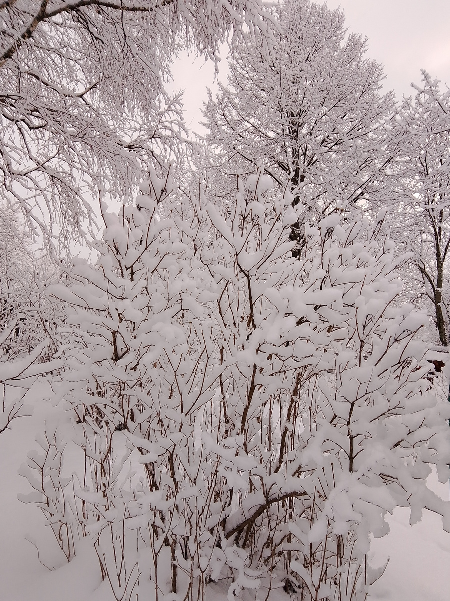 А вот такая красота в саду сегодня