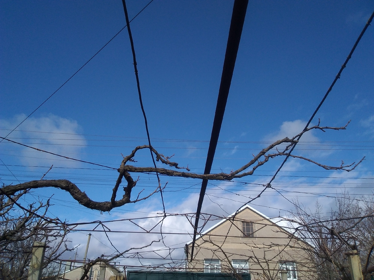 Фото автора. Формировка на беседку