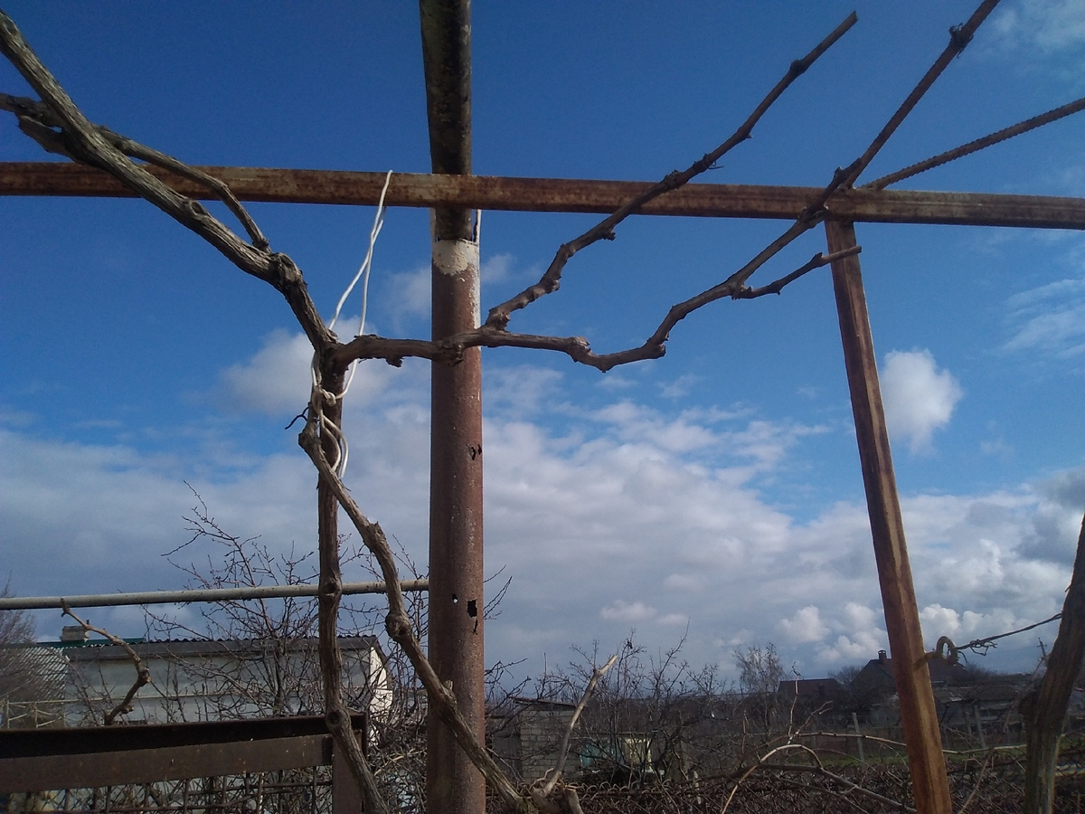 Фото автора.