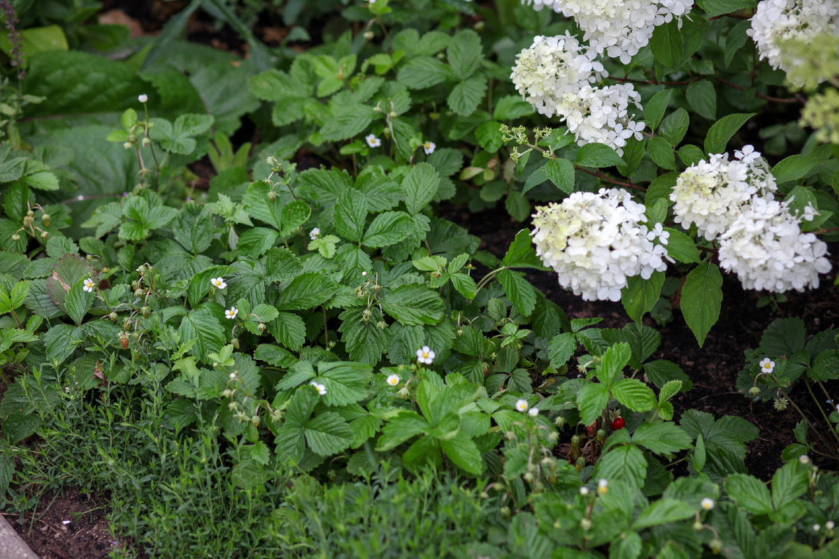 Массив земляники в саду. На фото метельчатая гортензия и гвоздика-травянка на переднем плане.