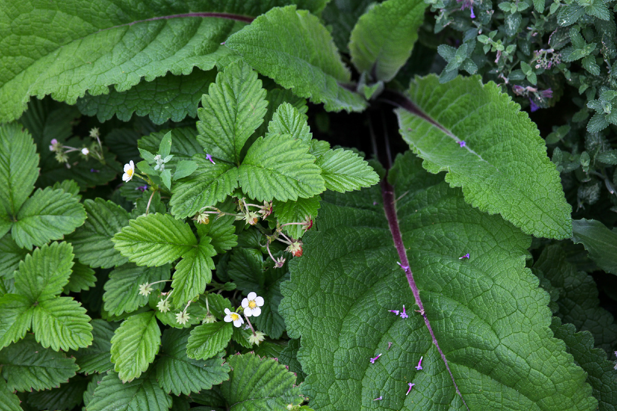 Земояника в цветнике рядом с коровяком.