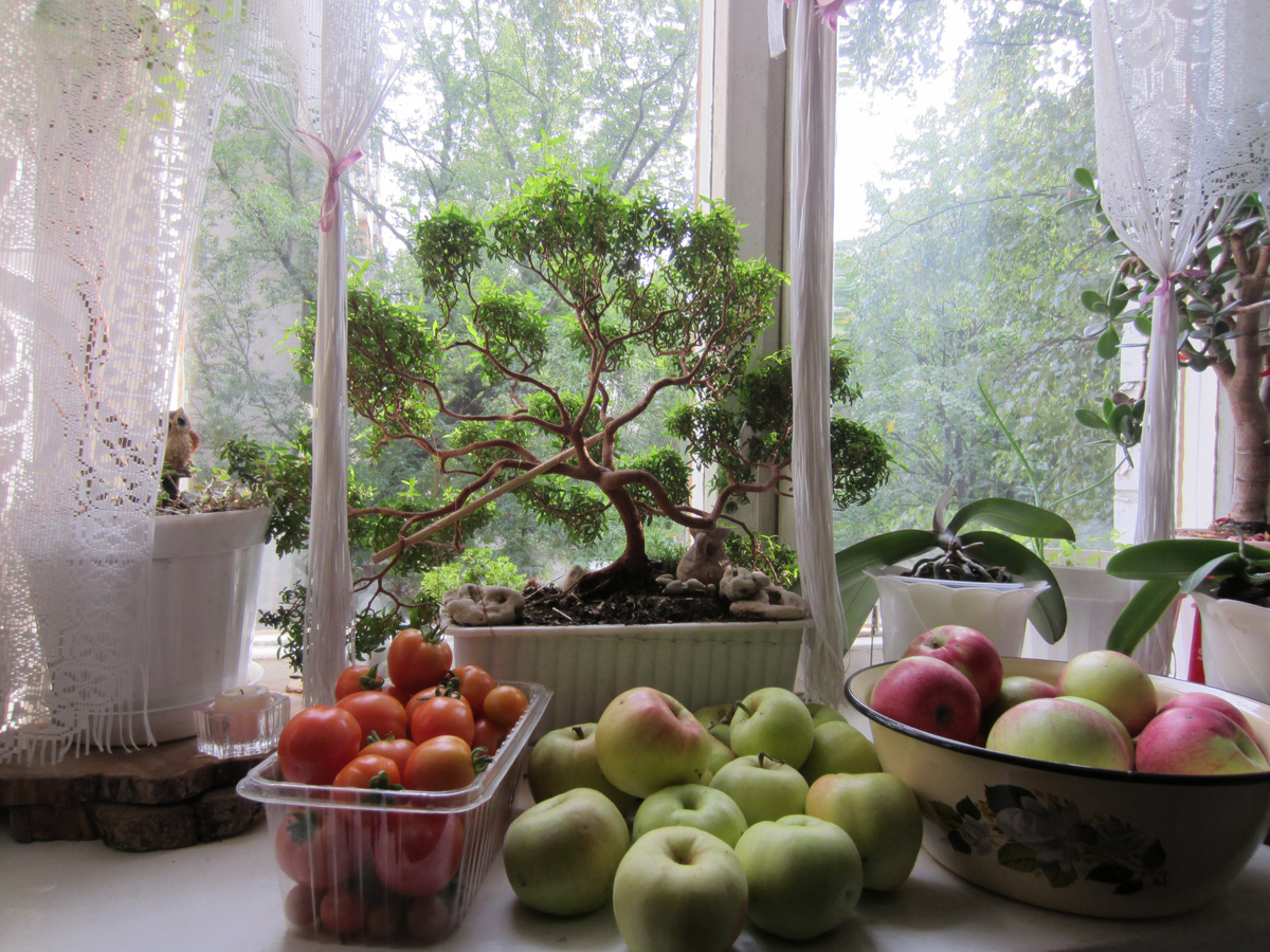 Дачный урожай однажды летом, много лет назад...