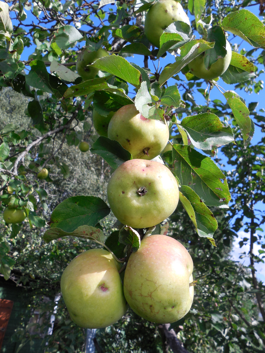 Вроде Мелба?