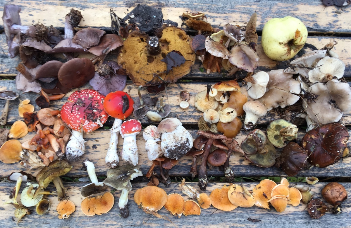 Предзимняя, грибная палитра Подмосковья 