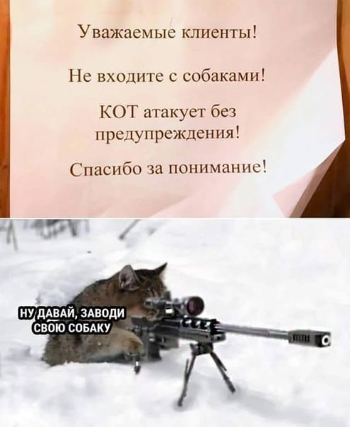 Этот кот настроен решительно - никаких собак!