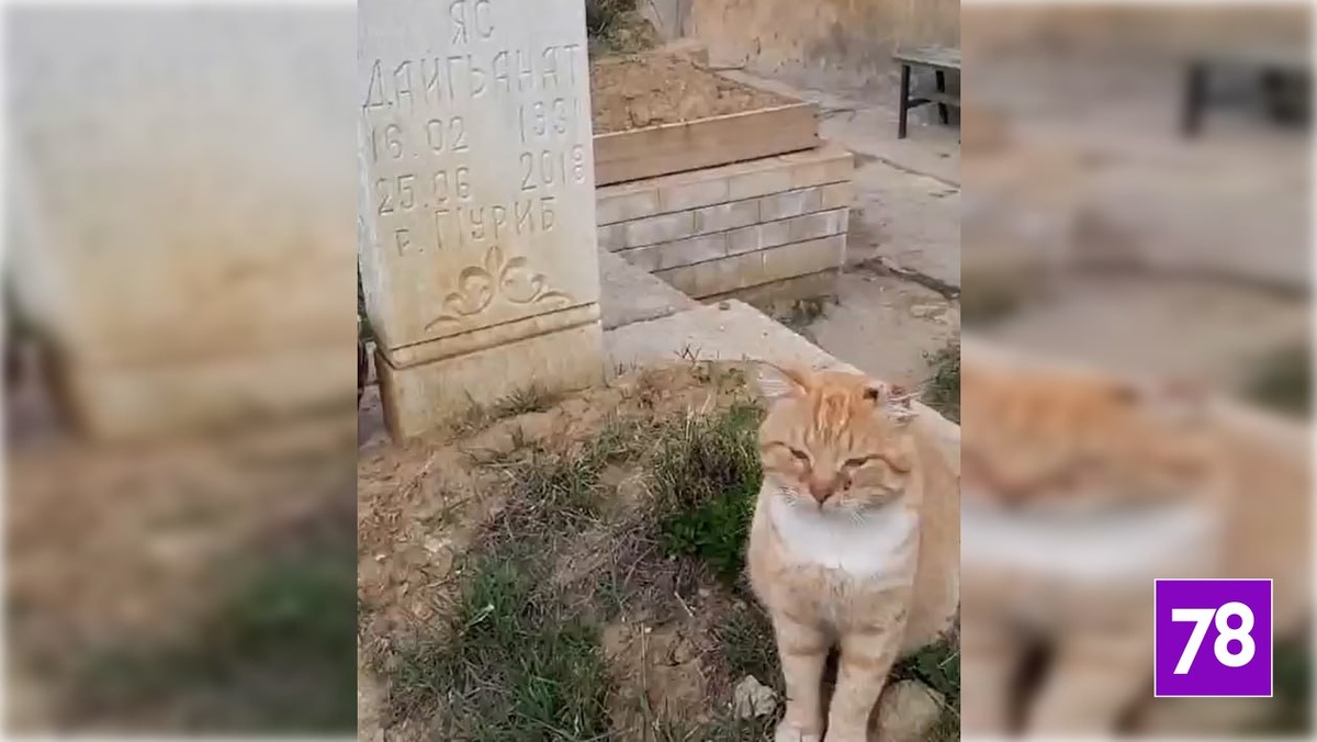  Фото: VK / Не бросайте нас!