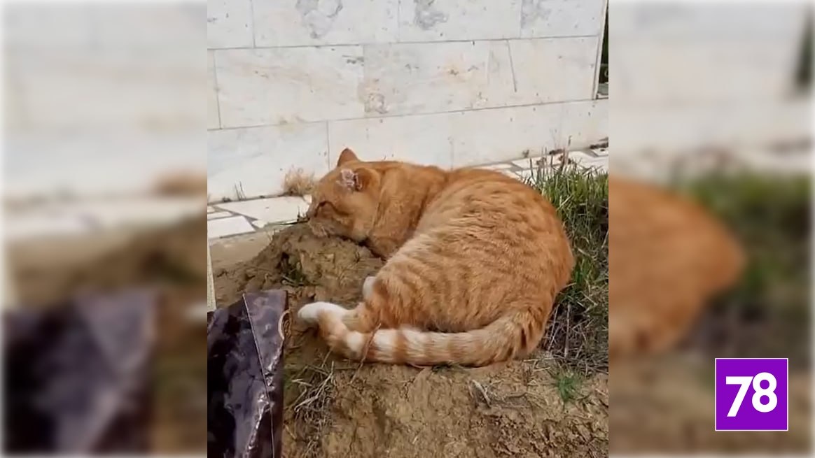 Фото: VK / Не бросайте нас!