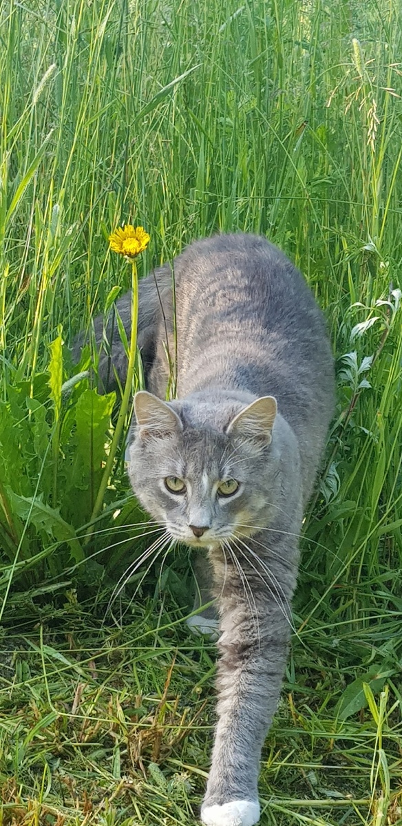 Кот на прогулке