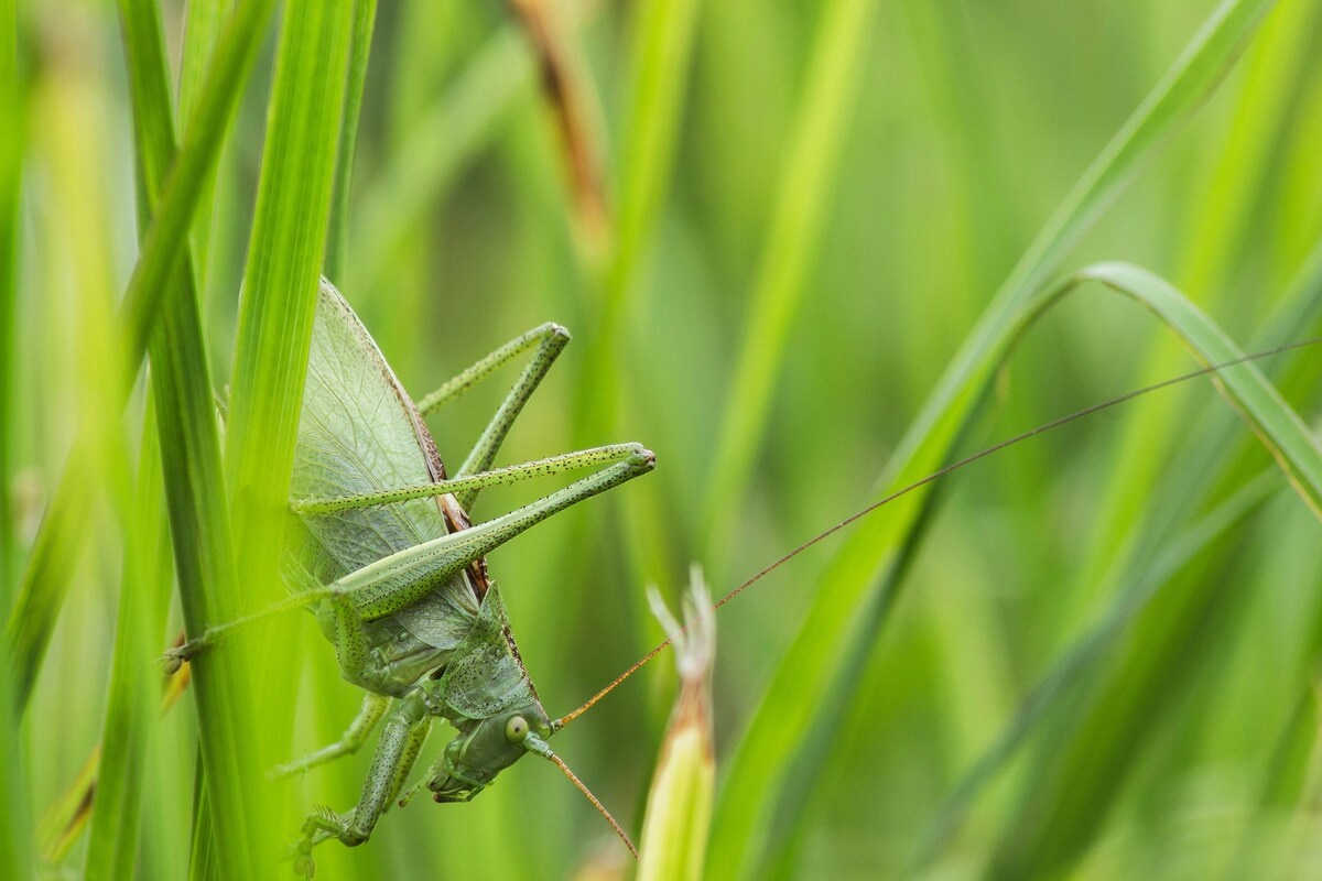 Нашествие саранчи угрожает будущему урожаю в России.  Фото: unsplash.com