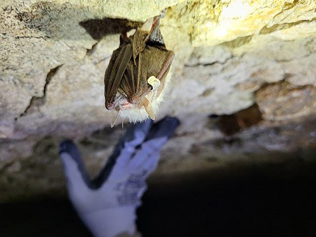Аномальное тепло и туристы будят и губят летучих мышей в пещерах Тверской области