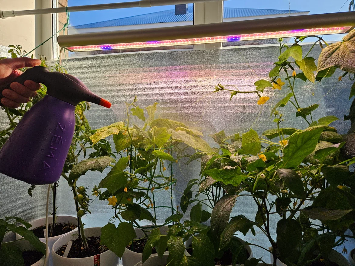 Я опрыскиваю растения только если в пульверизатора питательный раствор или средство от вредителей. Просто водой это делать бессмысленно