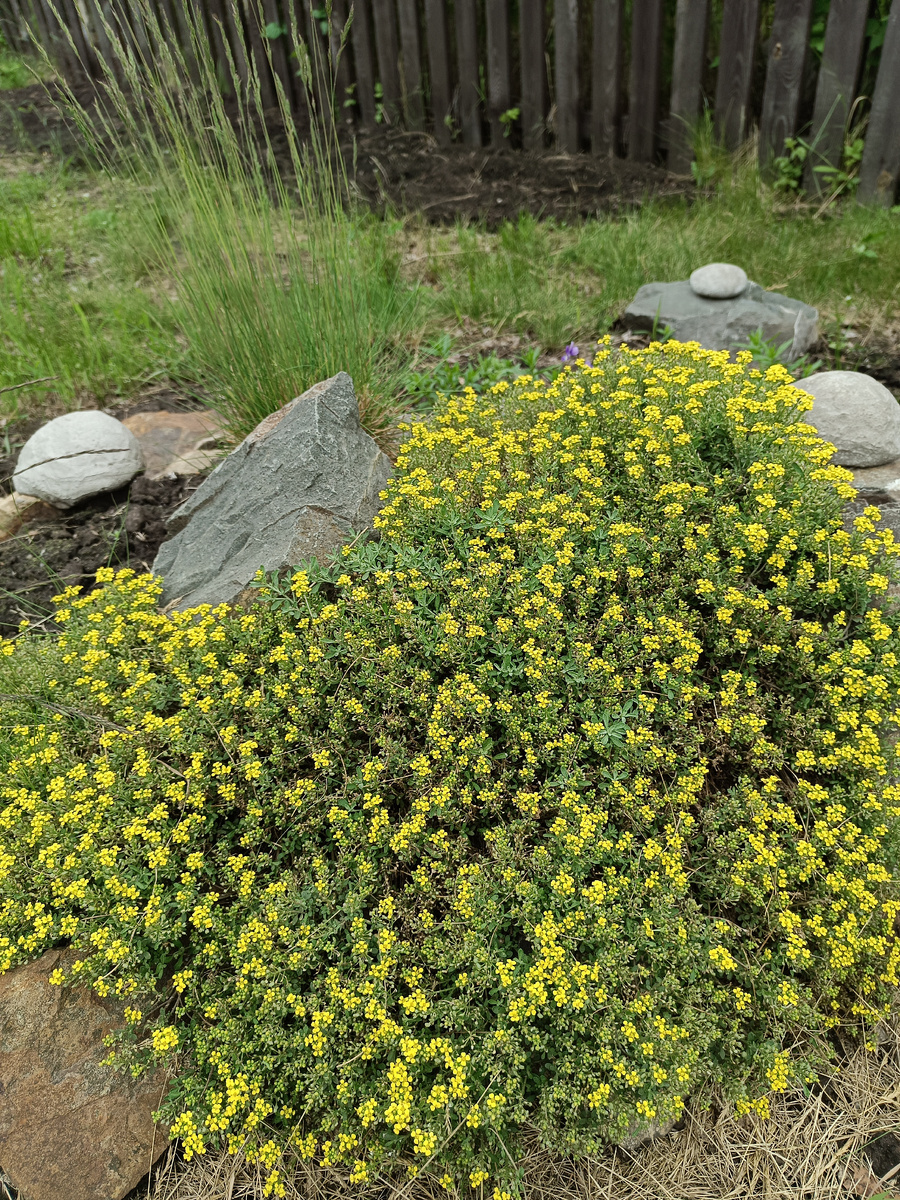 Аналог скального алиссума