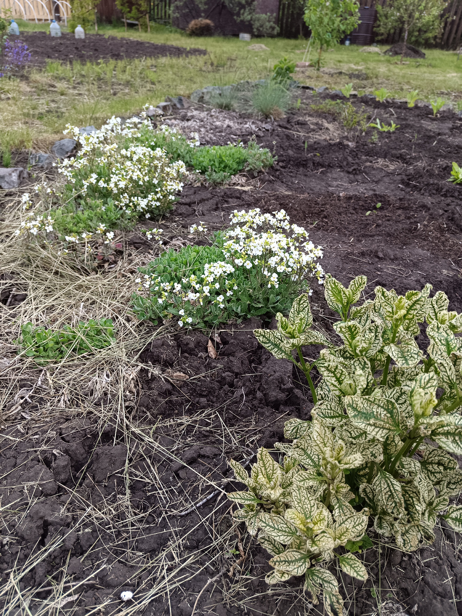 Начало цветения арабиса