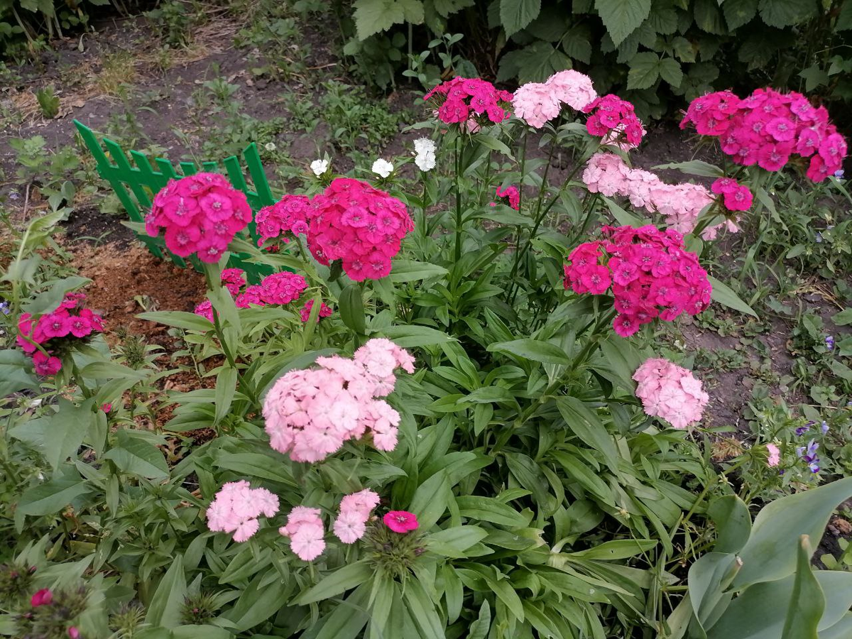 Турецкие гвоздики, фото автора