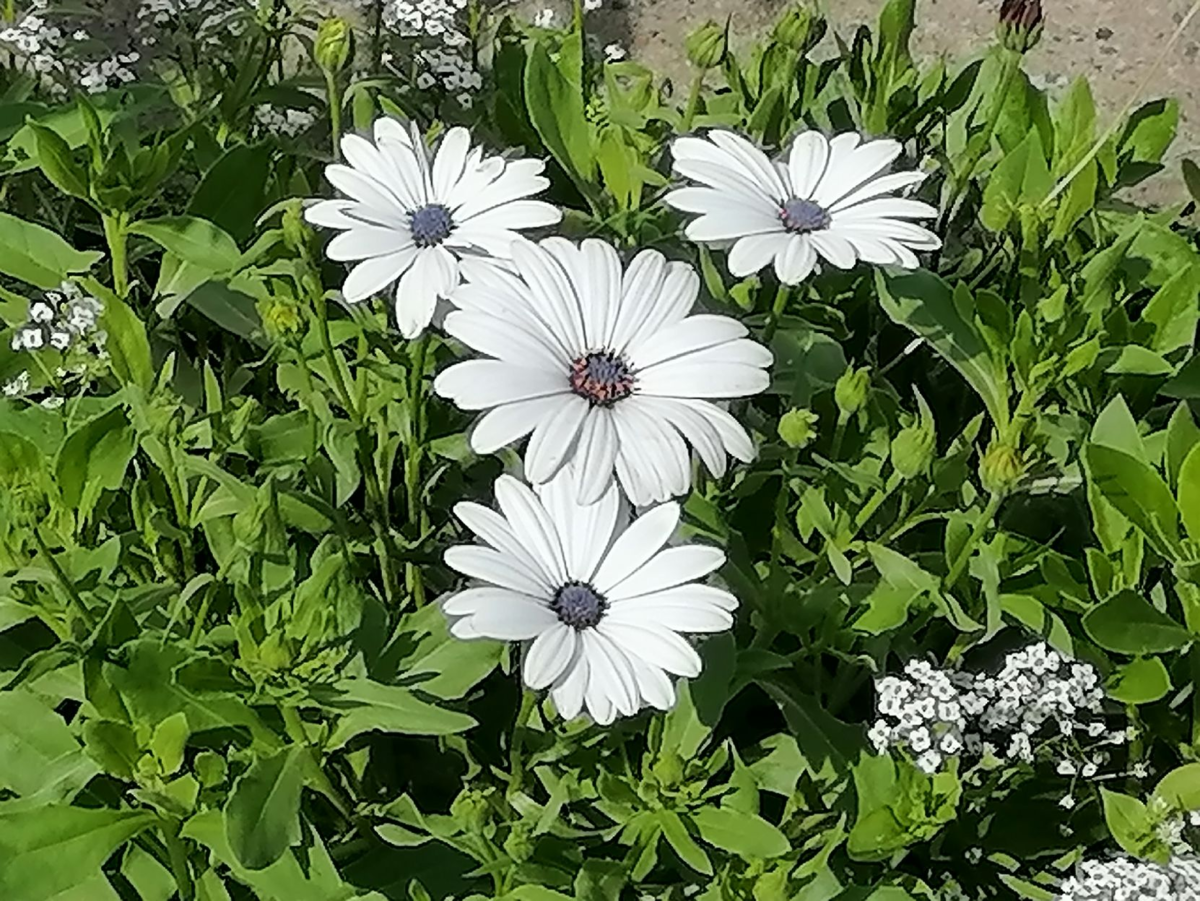 Остеоспермум Небо и лед, фото автора