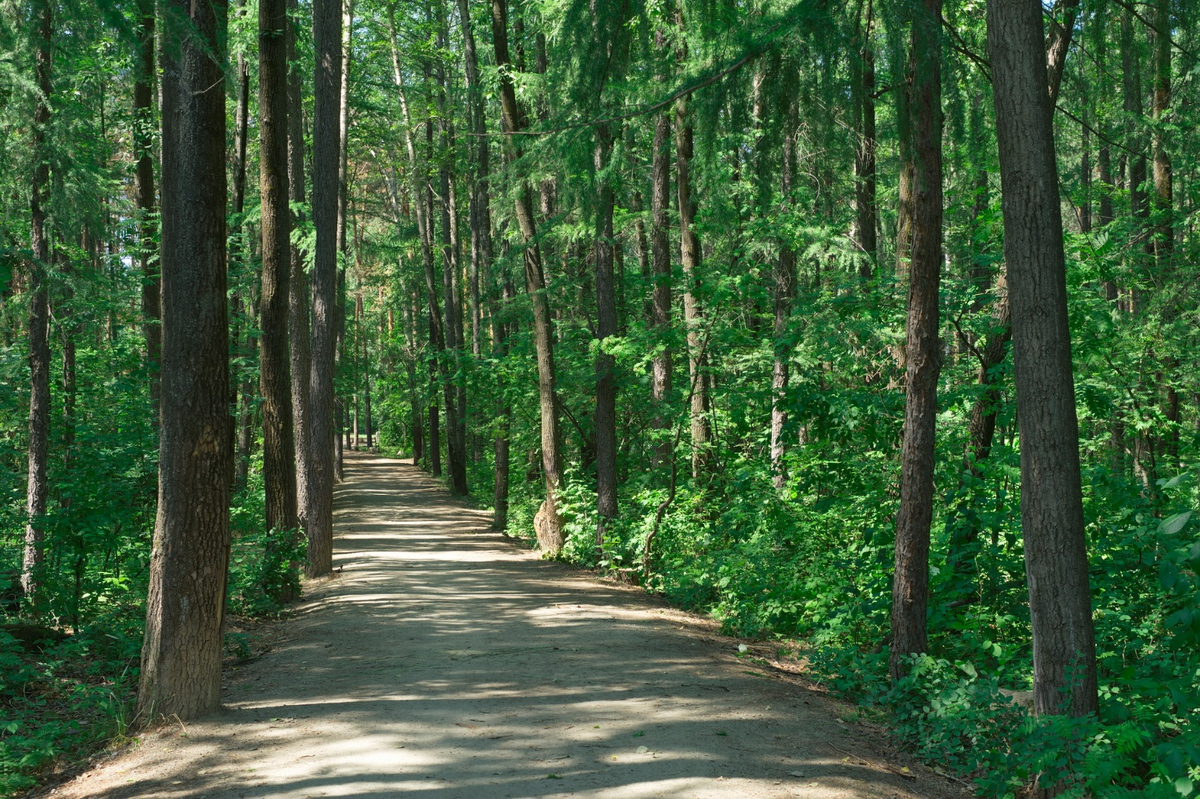 Прогулочные дорожки в лесу порадуют любителей бега и скандинавской ходьбы