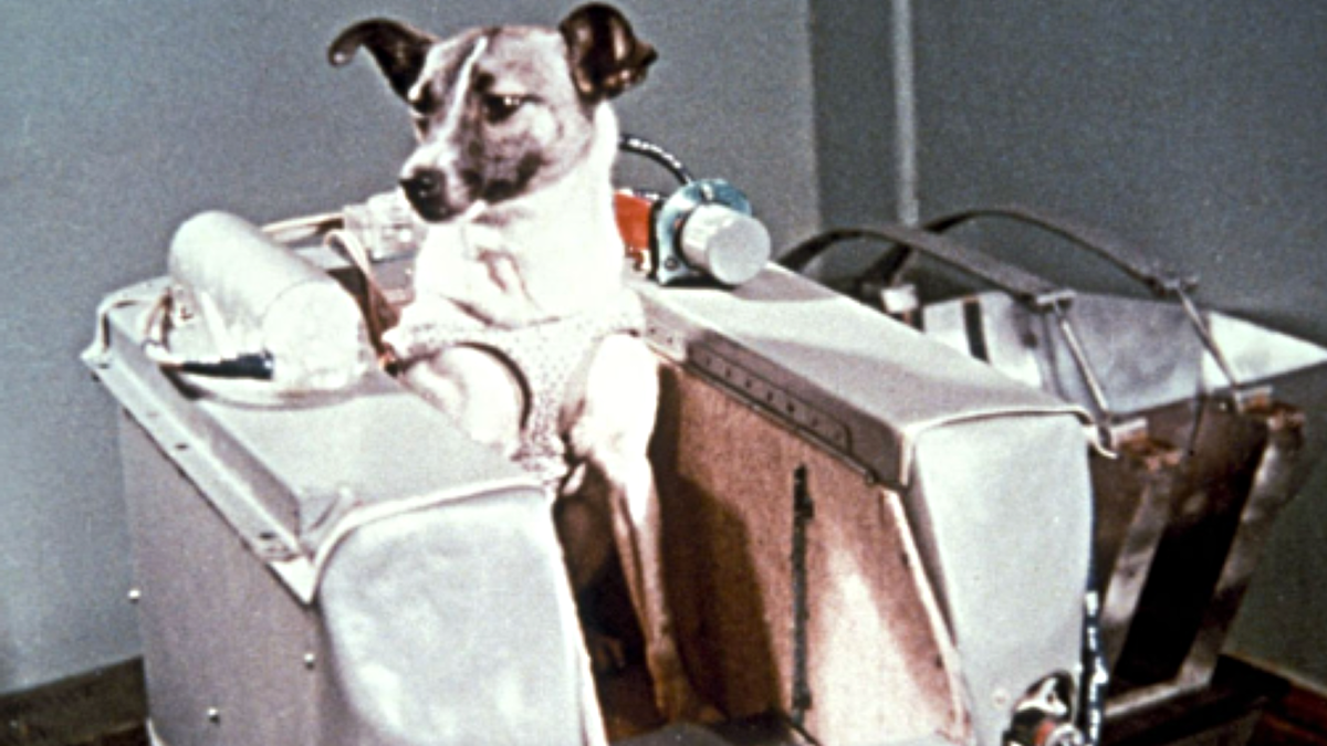 Фото из интернета. Лайка