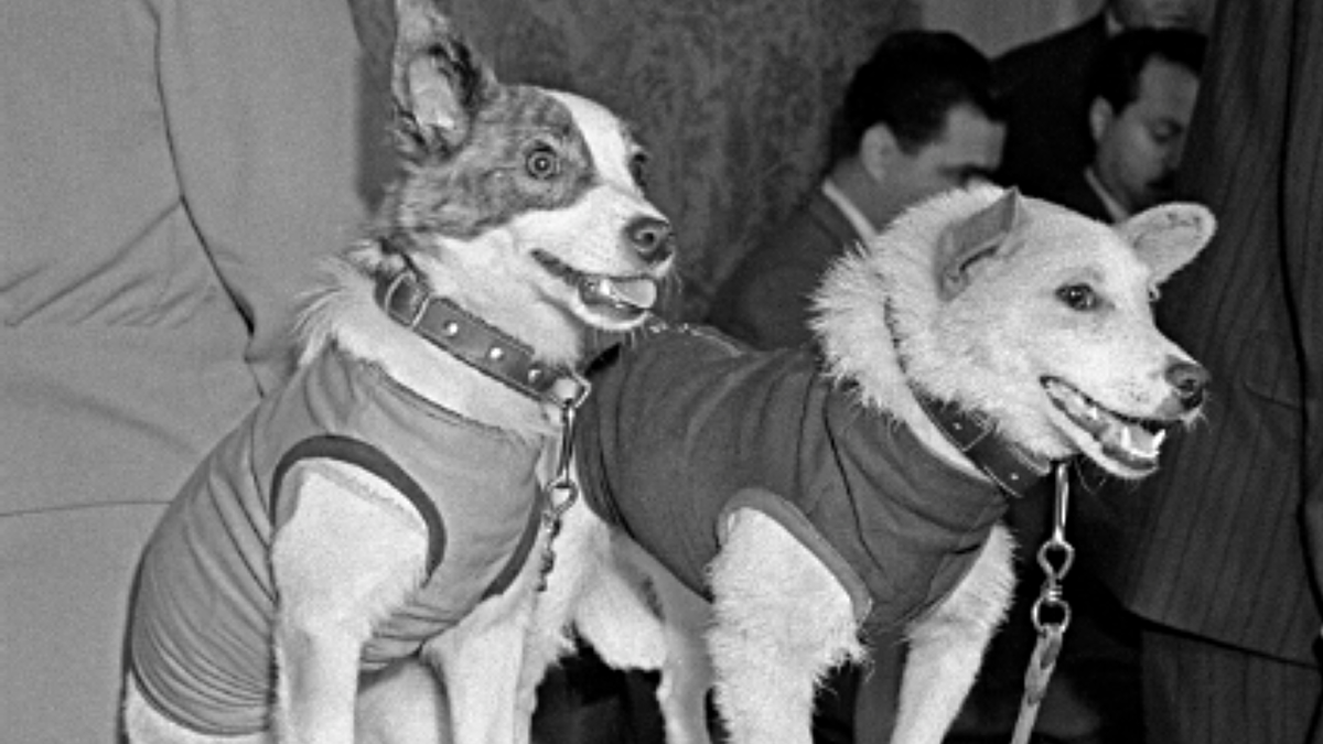 Фото из интернета. Белка и Стрелка