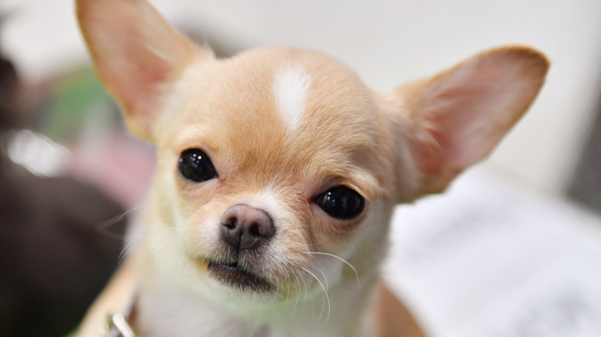    Фото: © РИА Новости/Наталья Селиверстова