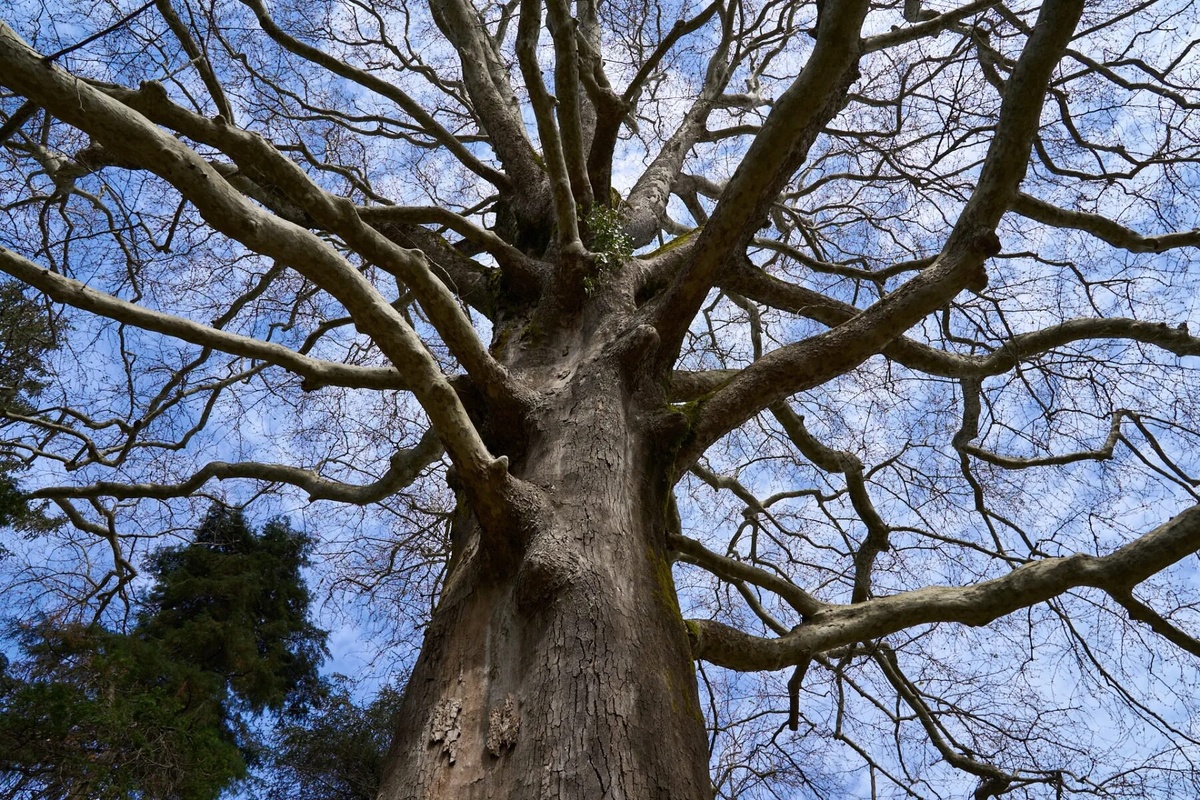 Платан восточный в парке «Южной Культуры»