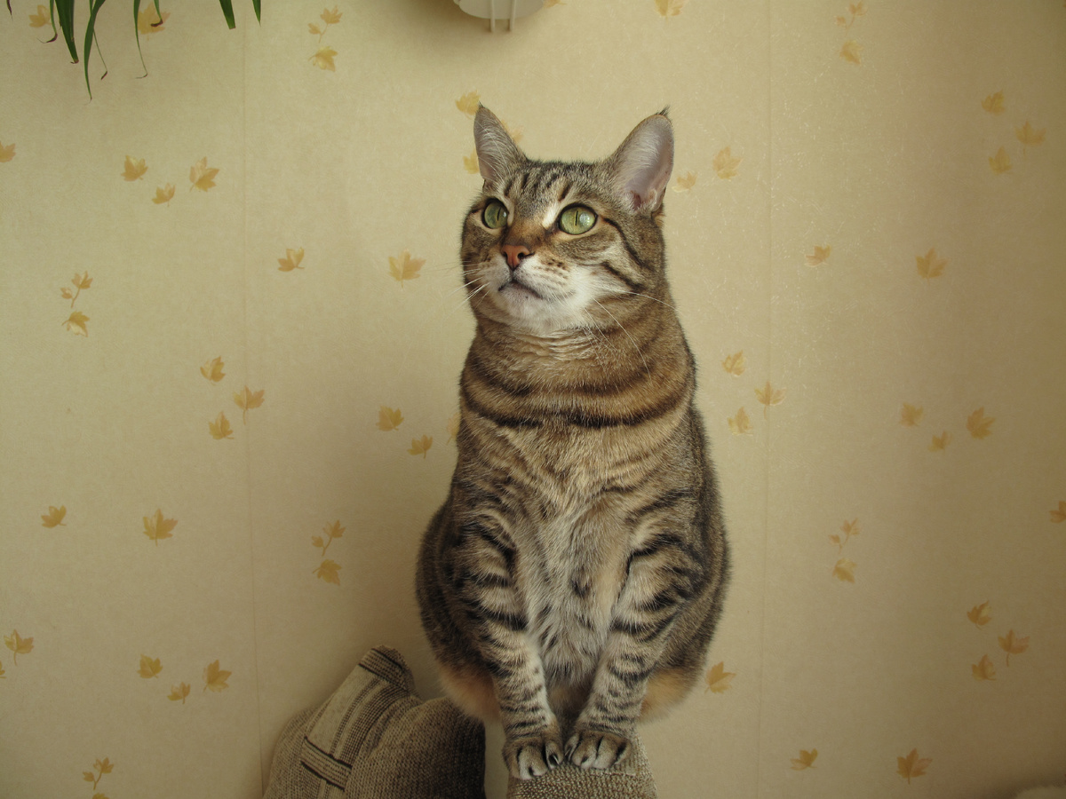 Характерная красавица Маруся) 