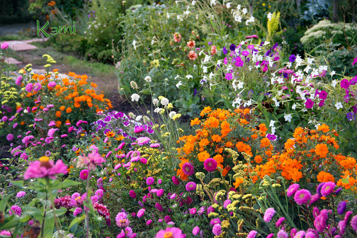 Робатка из однолетников. Астры Монпасье, космея оранжевая. Мне нравятся однолетники, потому что каждый год можно создавать новые цветники.