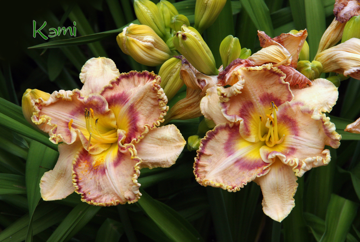 Цветы гемерокаллисов ежедневно отцветают и портят картину. А собирать их во время буйного цветения можно бесконечно.