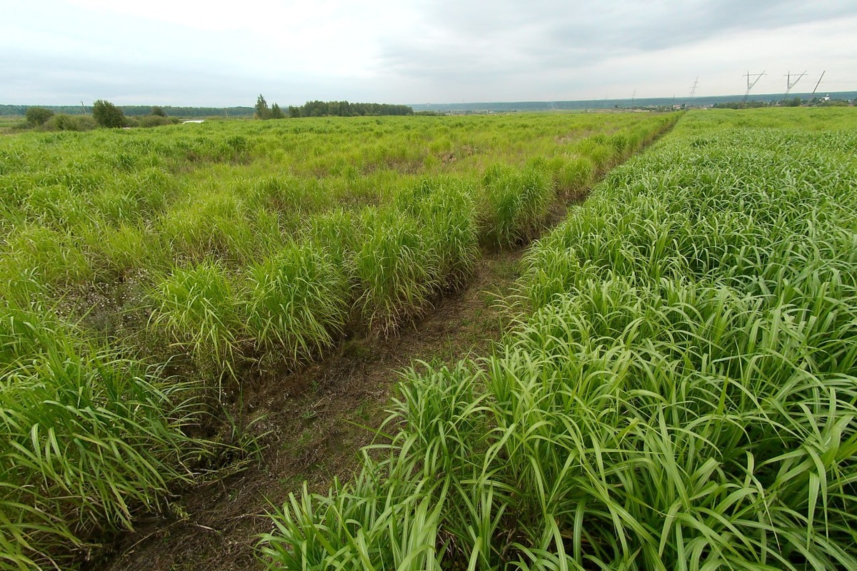 Мискантус гигантский. Источник фото: ООО "Первый Питомник"