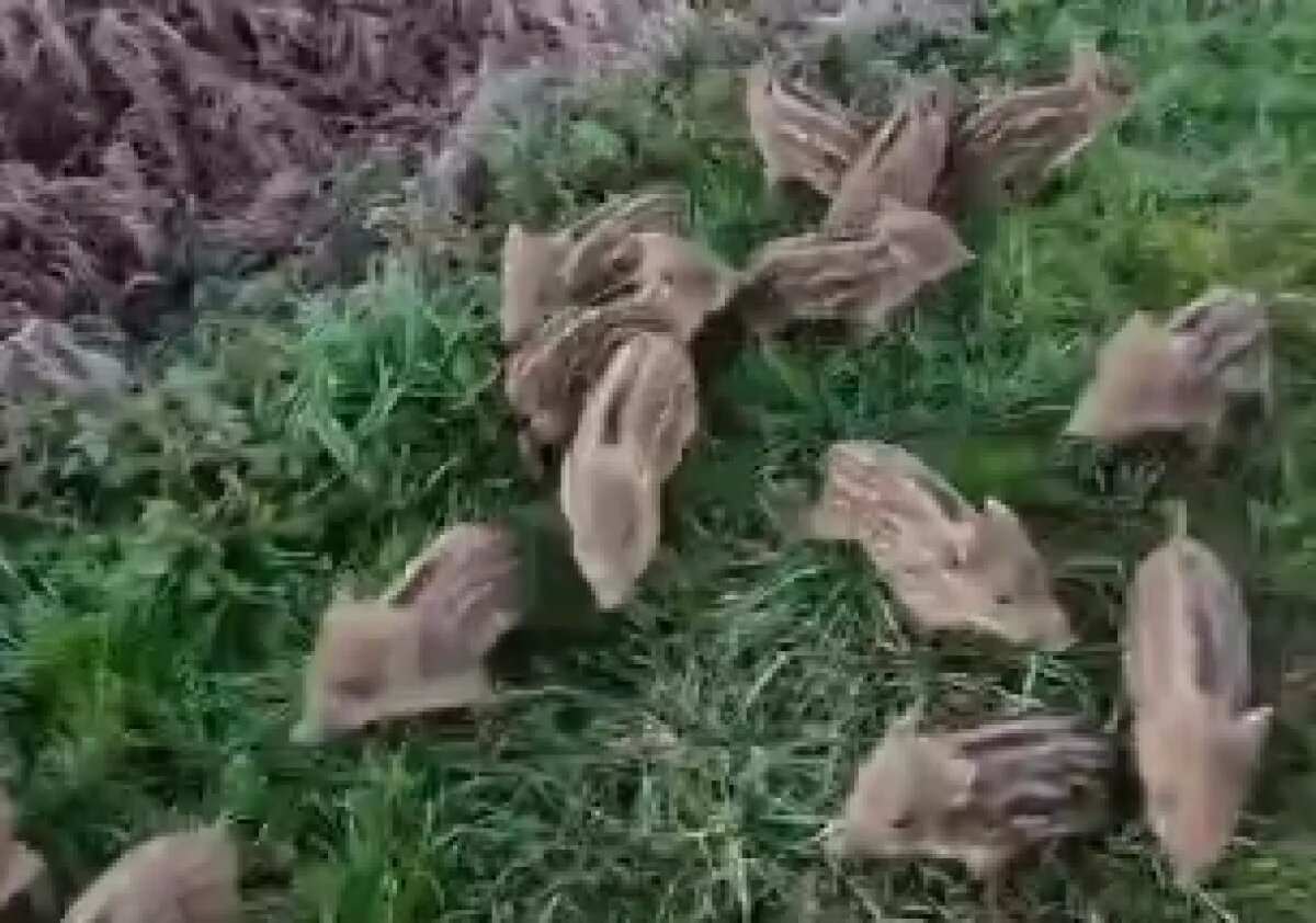    На Кубани сняли на видео стадо диких кабанов с выводком поросят