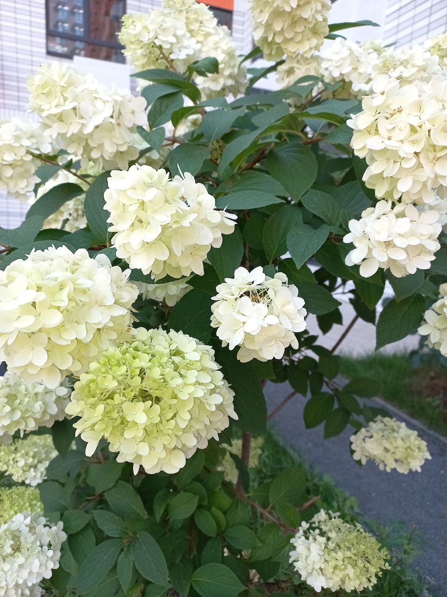 Гортензия у дома хороша (в цетах не сильна- могу ошибиться)