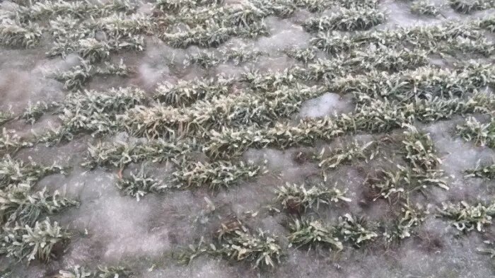 В Воронежской области и Поволжье уже образовалась ледяная корка на озимых. Фото: vrnikc.ru