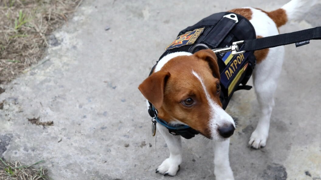    © Volodymyr Tarasov/Keystone Press Agency/Globallookpress