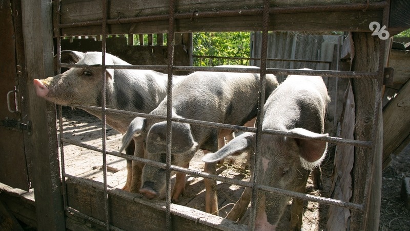      Фото: Валерия Алтухова / / ИА «Победа26»