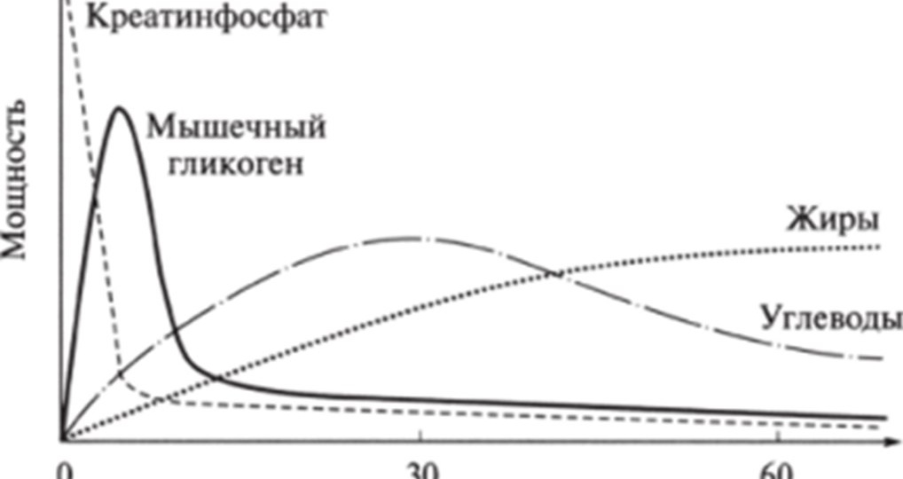 Смысл длительных тренировок