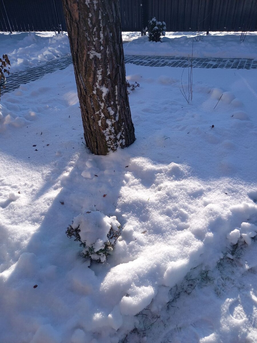 Мороз и солнце