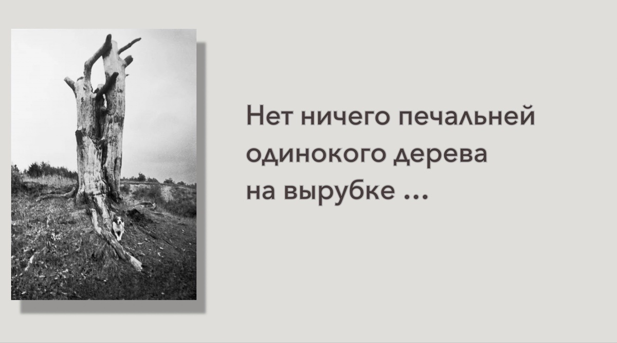 Фото Михаила Пришвина. Запись из дневника, 1930 год
