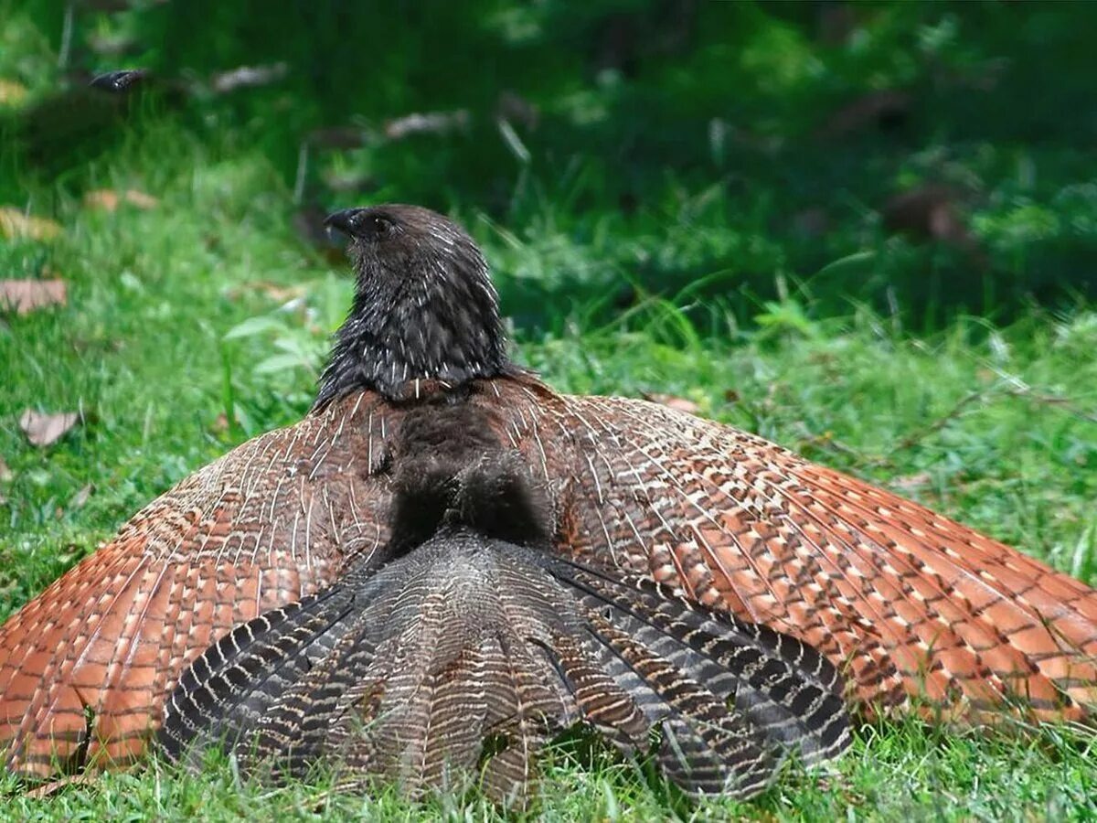 Фазанья шпорцевая кукушка