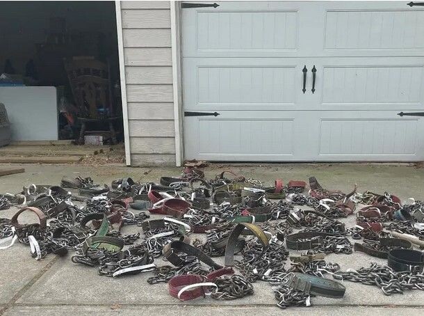    Ошейники спасенных собак / Источник: ©K. C. Pagnotta