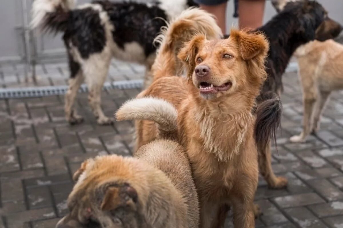    Мэрия прокомментировала нападение собак на мужчину в воронежском парке
